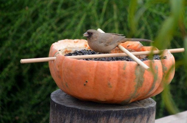Backyard Project: DIY Pumpkin Bird Feeders
