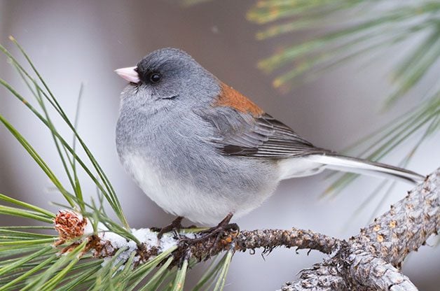 The Ultimate Guide To Backyard Bird Photography
