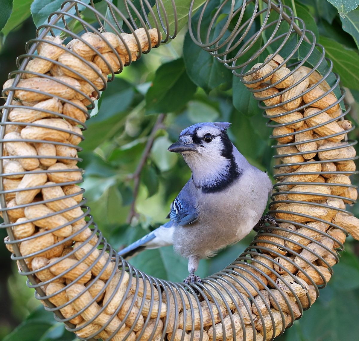 The Beautiful Bluejay