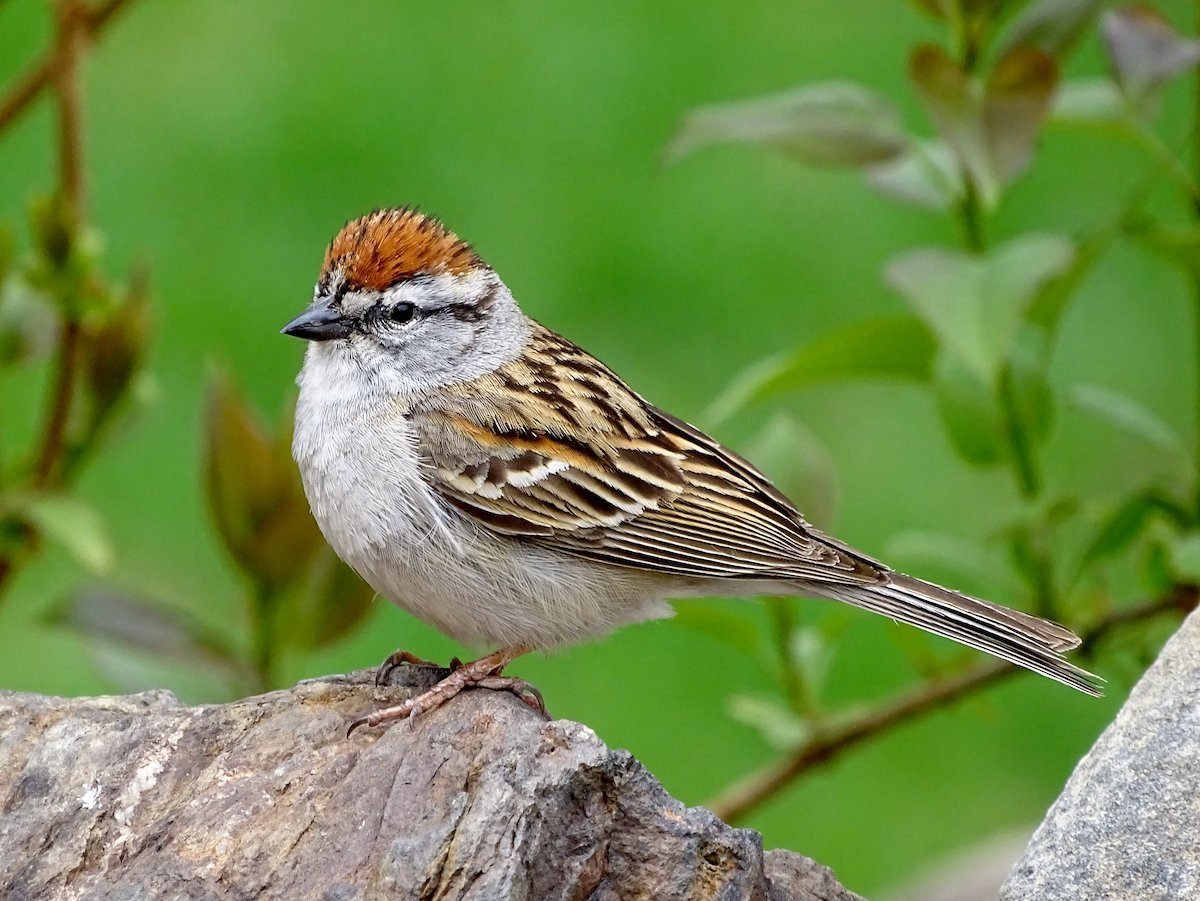 the-most-common-birds-found-in-north-america-birds-and-blooms