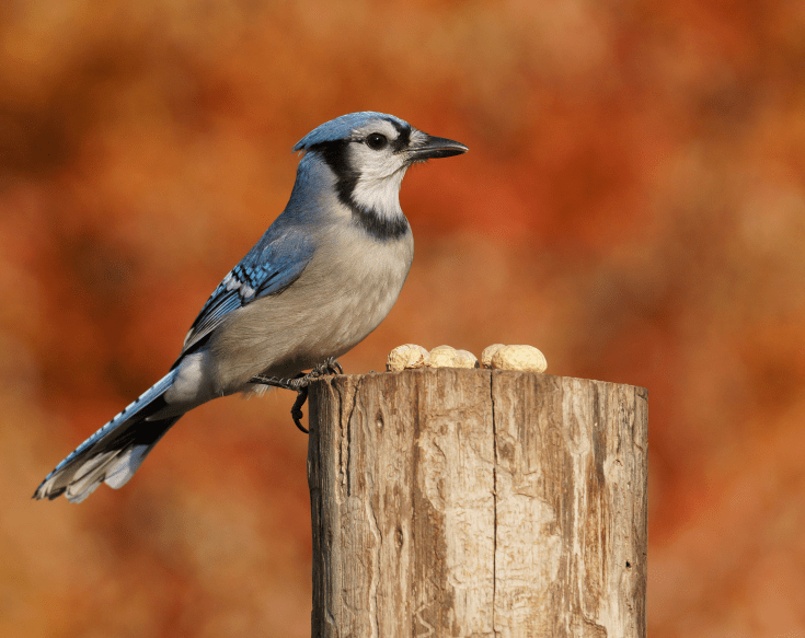 Blue jay in fall - Birds and Blooms