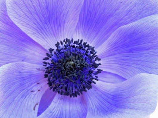 Icelandic Blue Poppy - Birds and Blooms