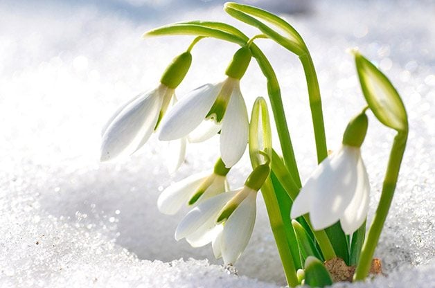 Top 10 Blooming Winter Flowers for Your Garden