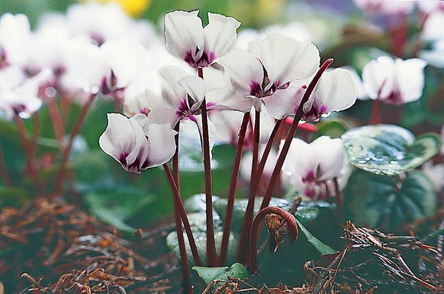 11 Winter Flowers to Plant in Your Garden