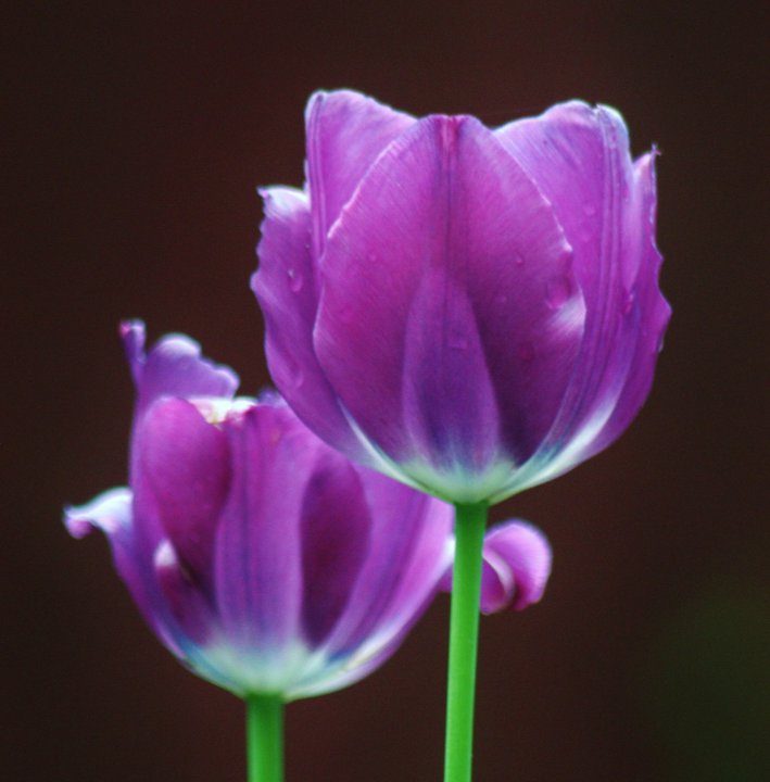 Tip Toe through The Tulips - Birds and Blooms