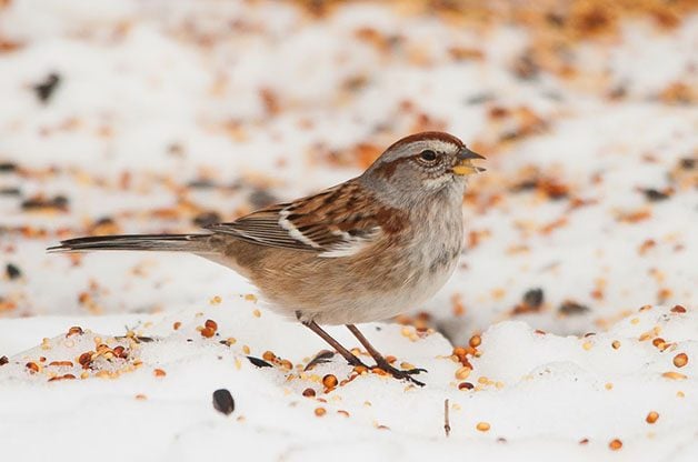 Don't Forget Native Sparrows at Bird Feeders