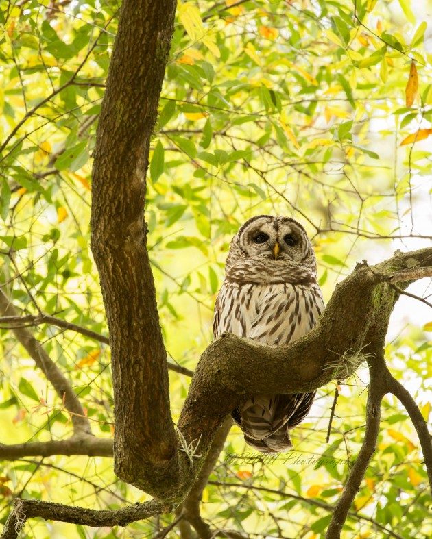 Barred Owl - Birds and Blooms