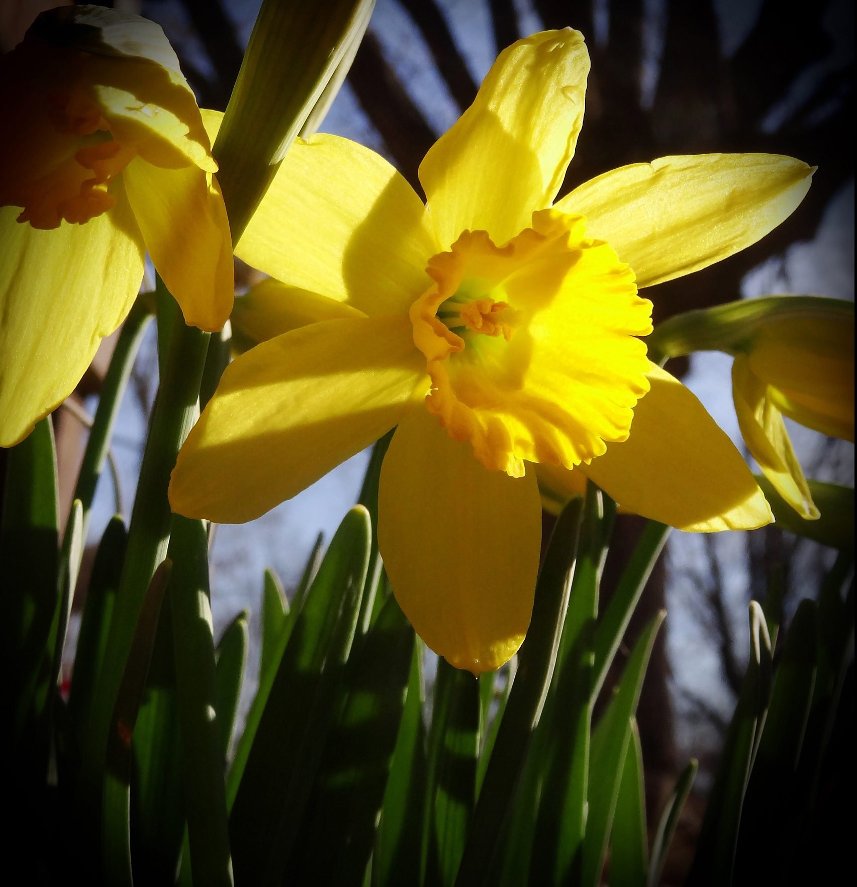 Yellow Daffodils - Birds and Blooms