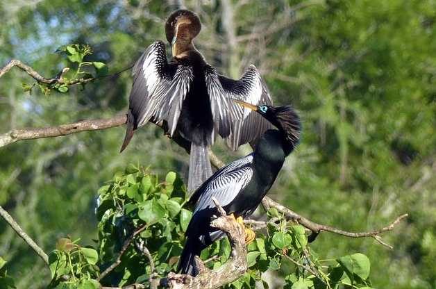 Bird Nesting Season: Anhinga Courtship