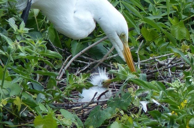 Great Egrets: Nests, Courtship and Baby Egrets
