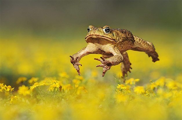 Why Garden Toads are Valuable in the Backyard