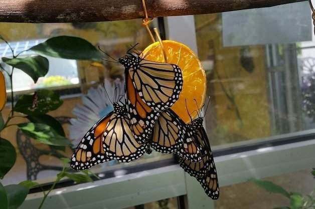 Make Your Own Easy Butterfly Fruit Feeder