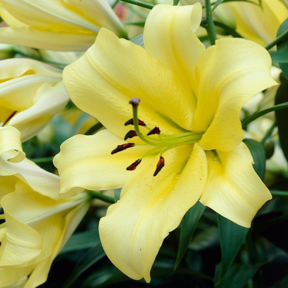 Top 10 Beautiful Lily Flowers to Love