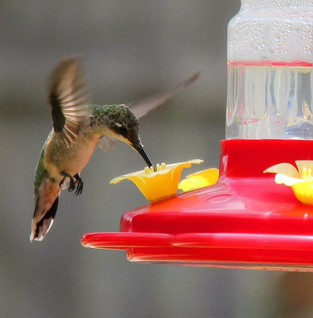 Hummingbird Food: Sugar Water for Hummingbirds 101