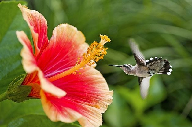 The Ultimate Bucket List for Hummingbird Lovers