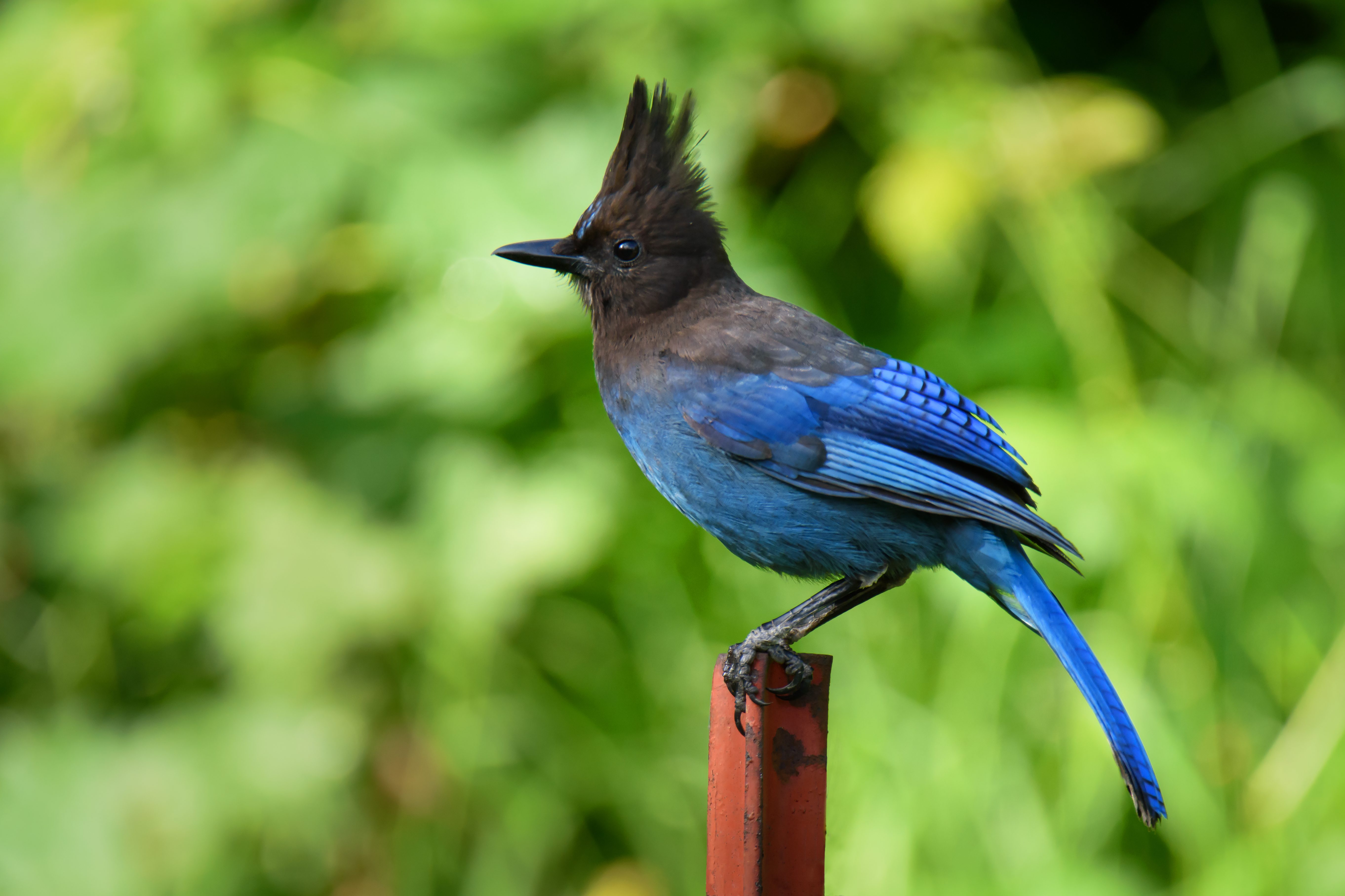 Steller's Jay - Birds and Blooms