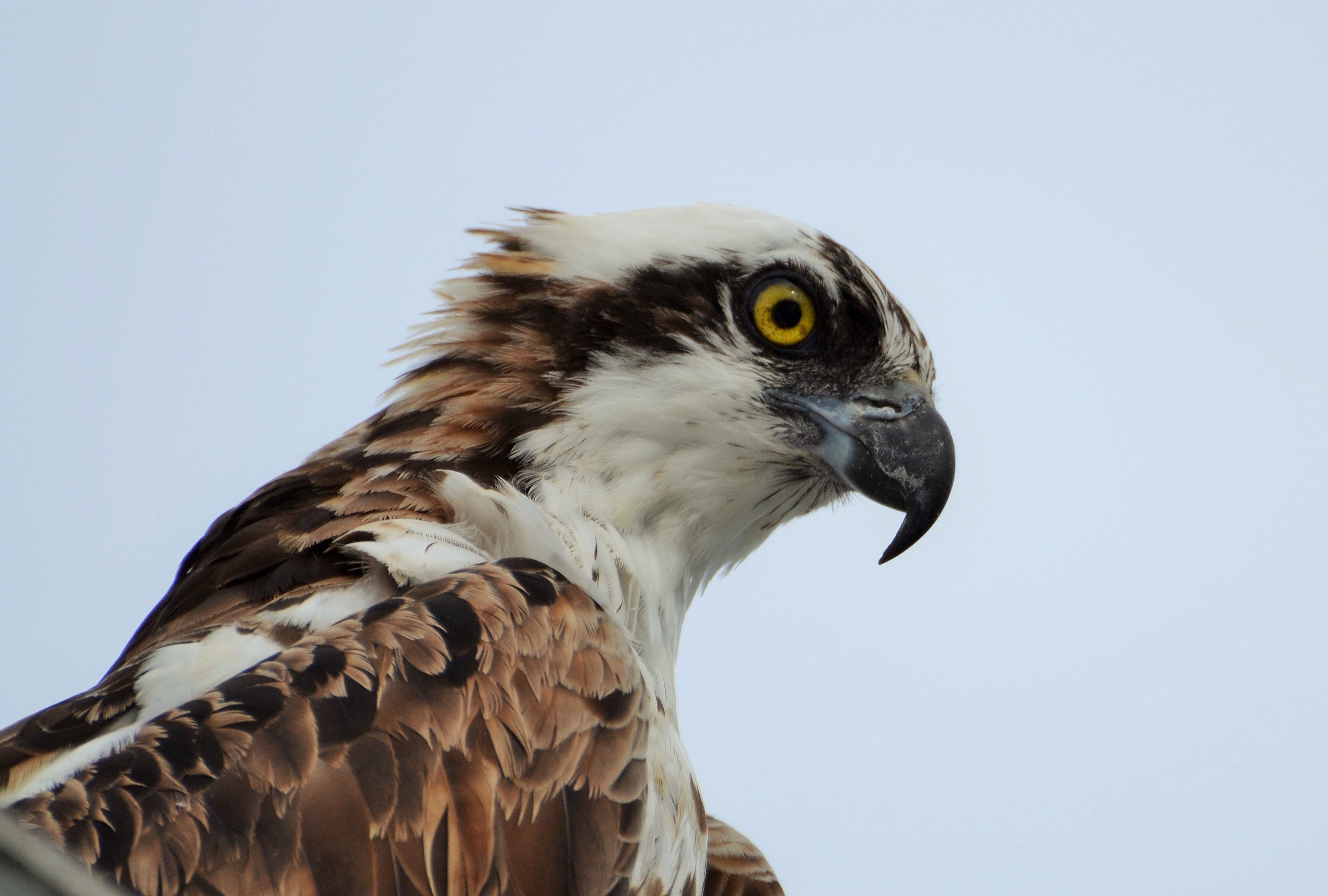 osprey eagle - bald eagle or osprey