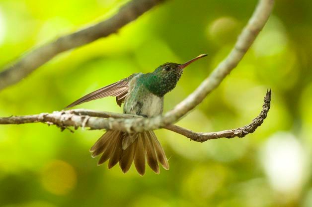 Birding in the Mountains of Honduras | Birding | Birds & Blooms