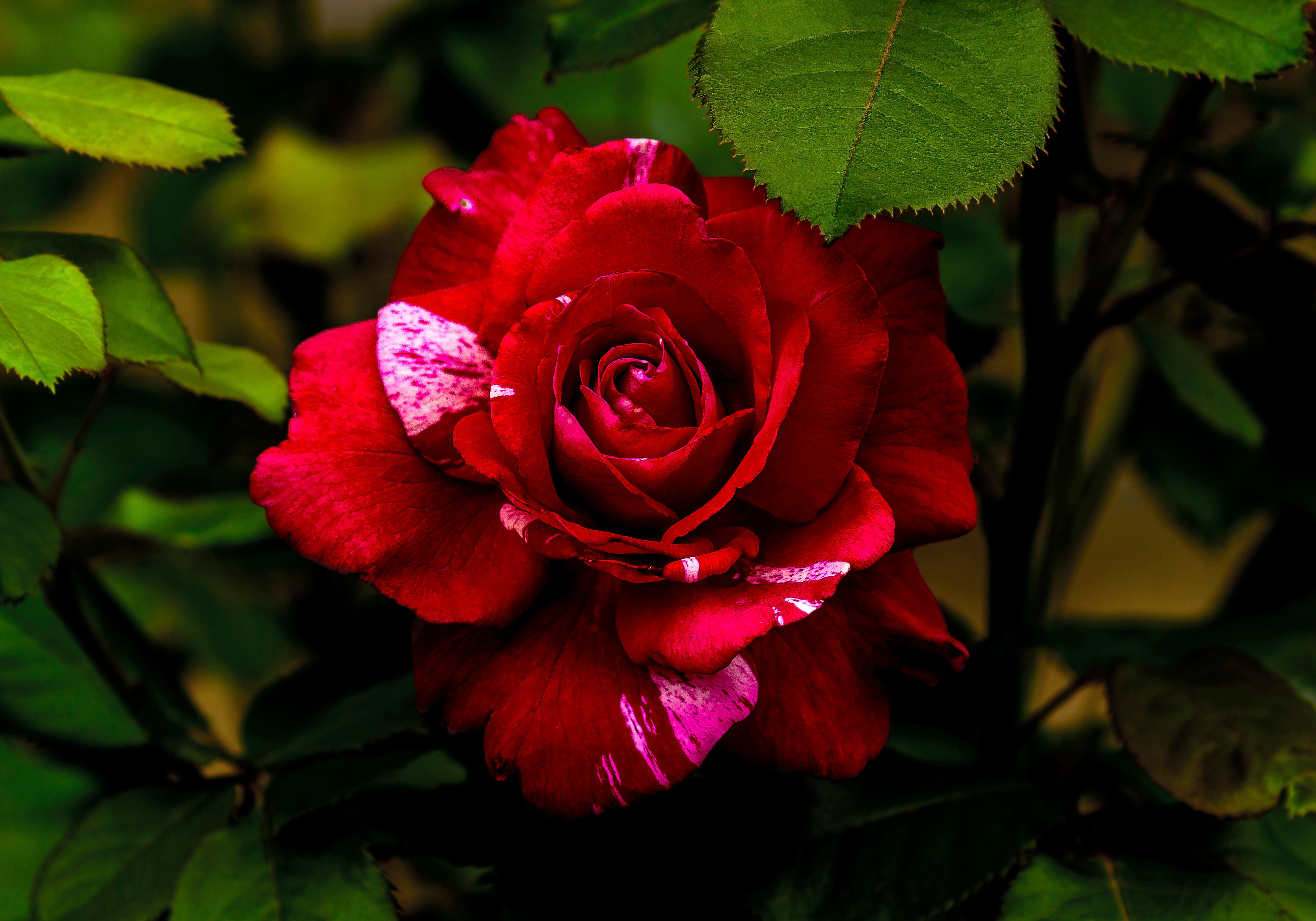 Red Rose Beauty - Birds and Blooms