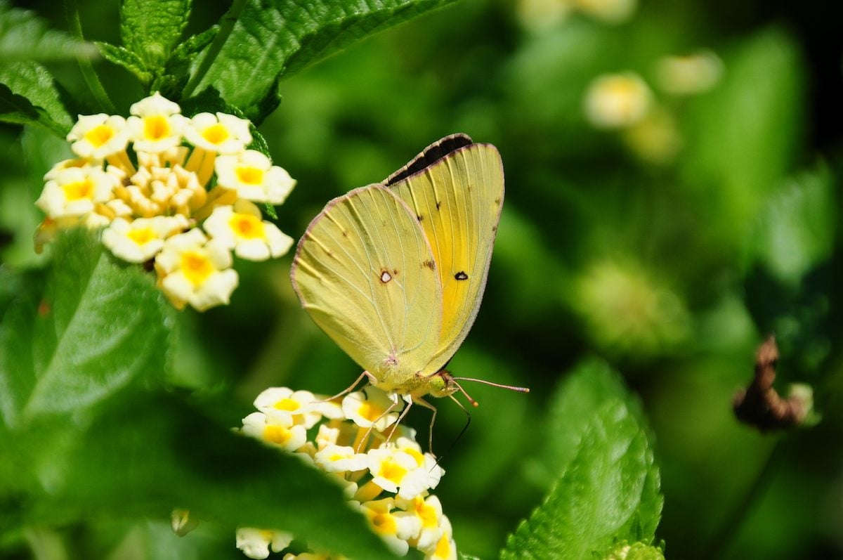 Look for Clouded Sulphur Butterflies in Your Backyard
