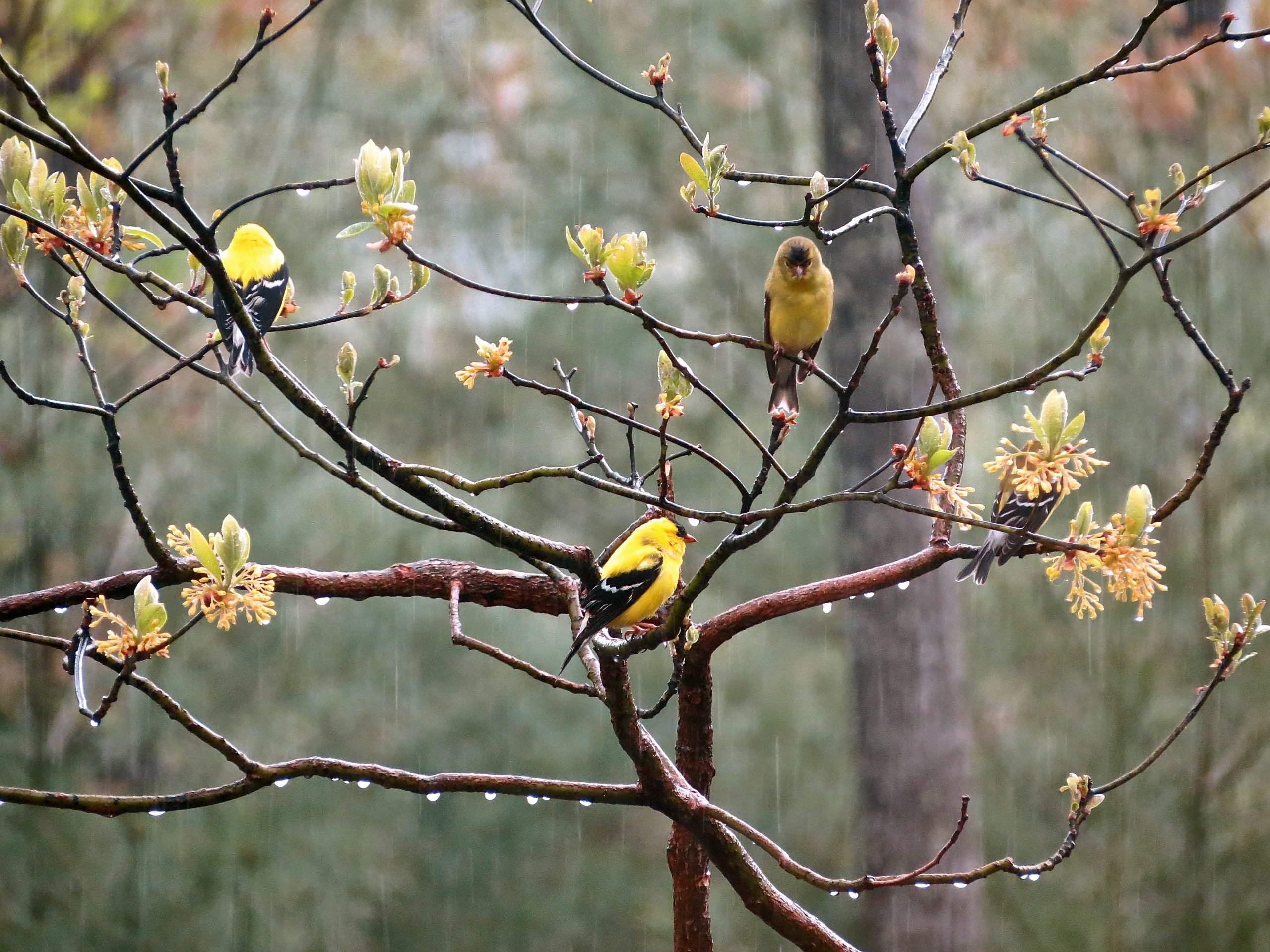 goldfinchmaleandfemale Birds and Blooms