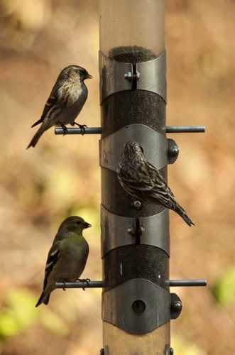 Tips for Fall Bird Feeder Maintenance | Birds & Blooms