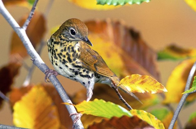 Birding Tips: How to Identify Mystery Birds