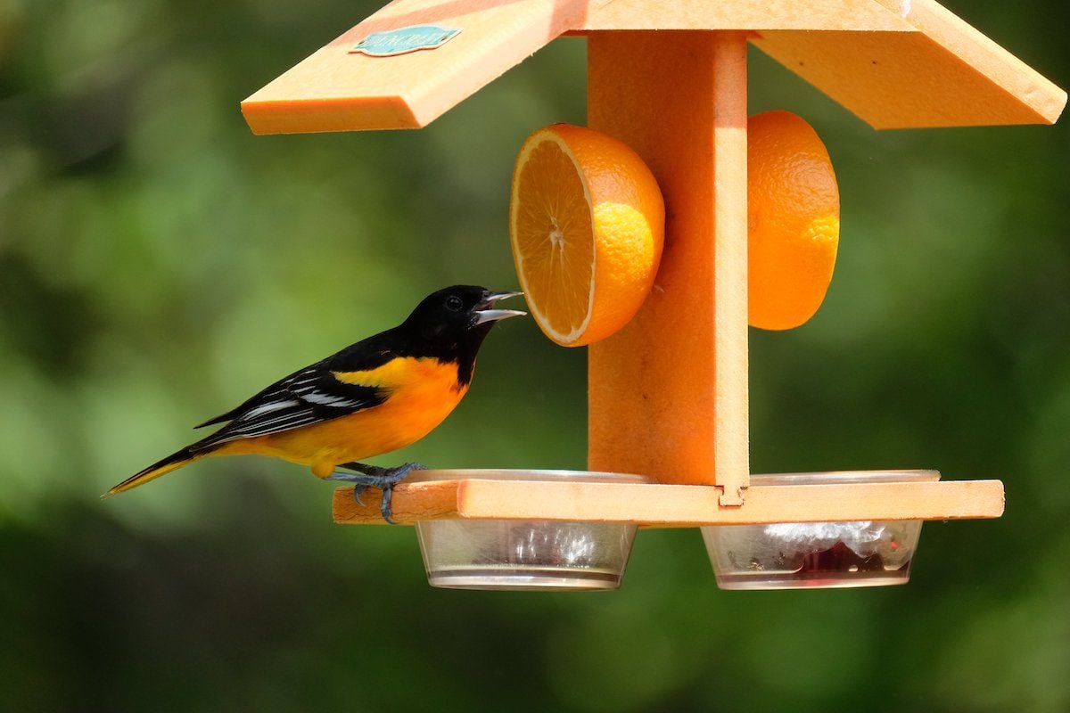 Ranking every Baltimore Orioles Bird from worst to best