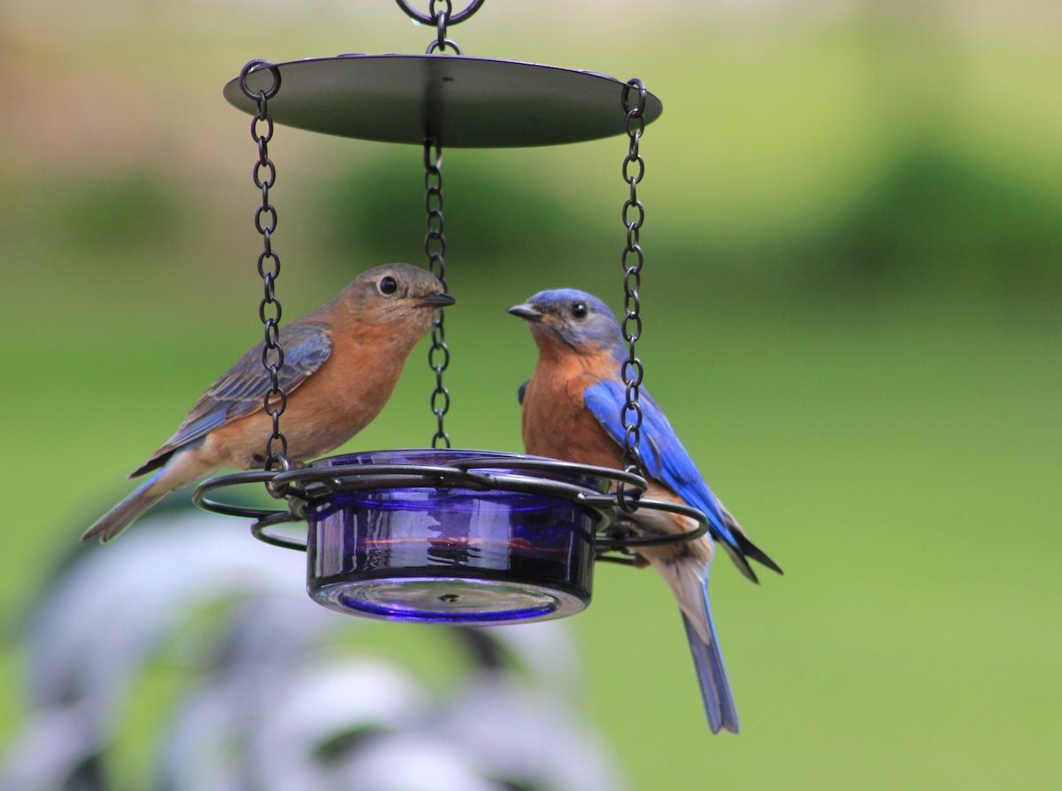 A new generation finds the bluebird of happiness