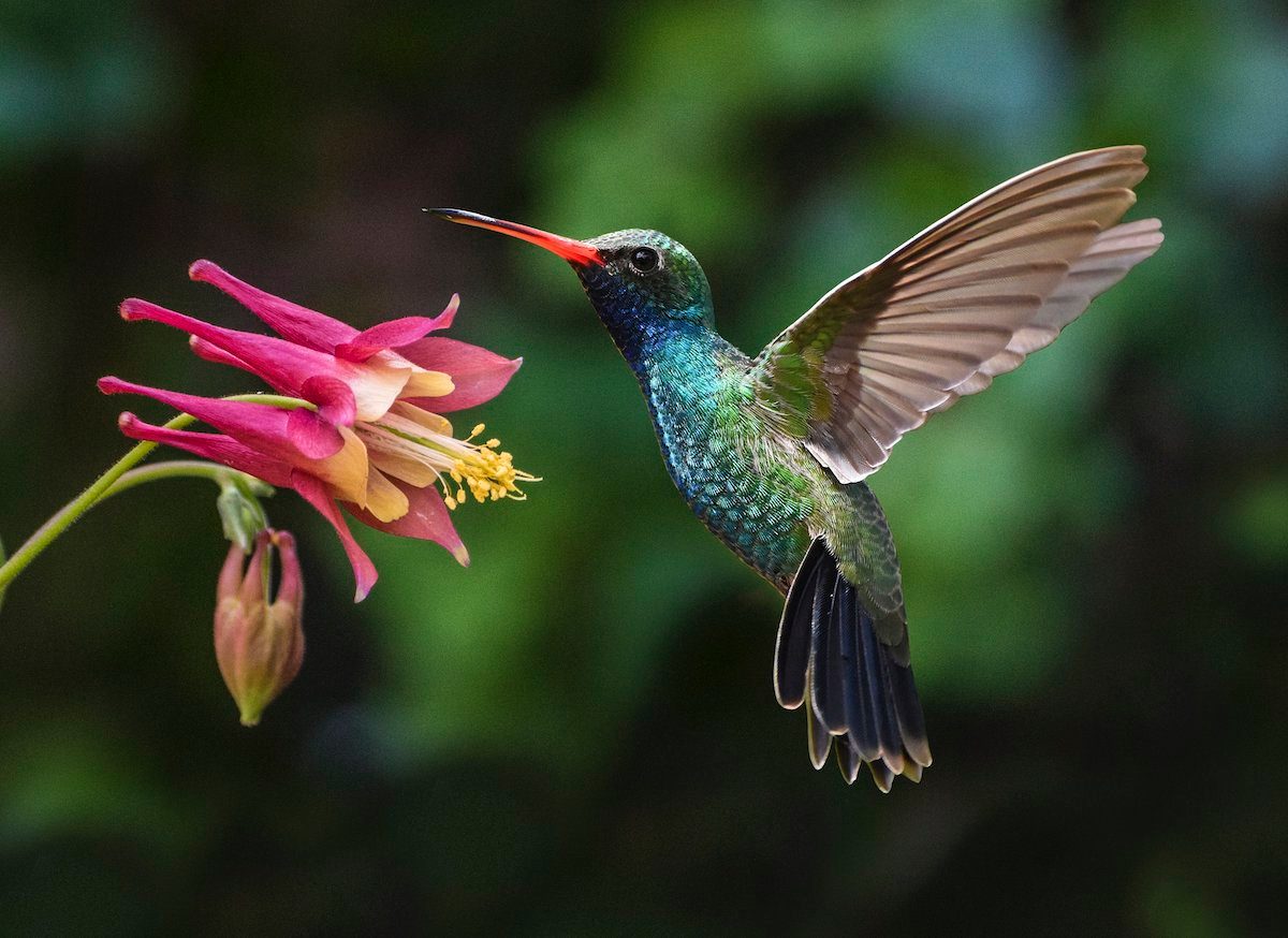 Top 5 Birding Hotspots for Fall Migration