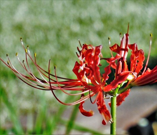 spider lily - Birds and Blooms