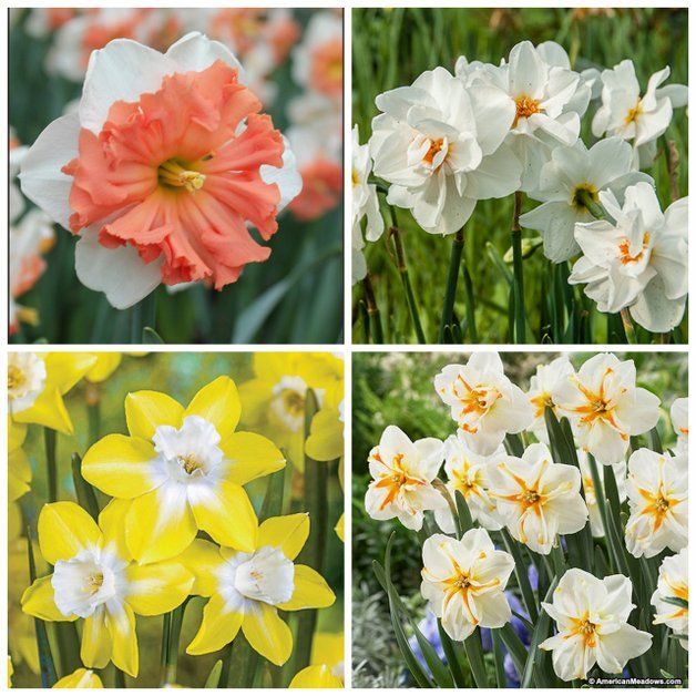 Five New Daffodil Bulbs for 2015 | Flower Gardening