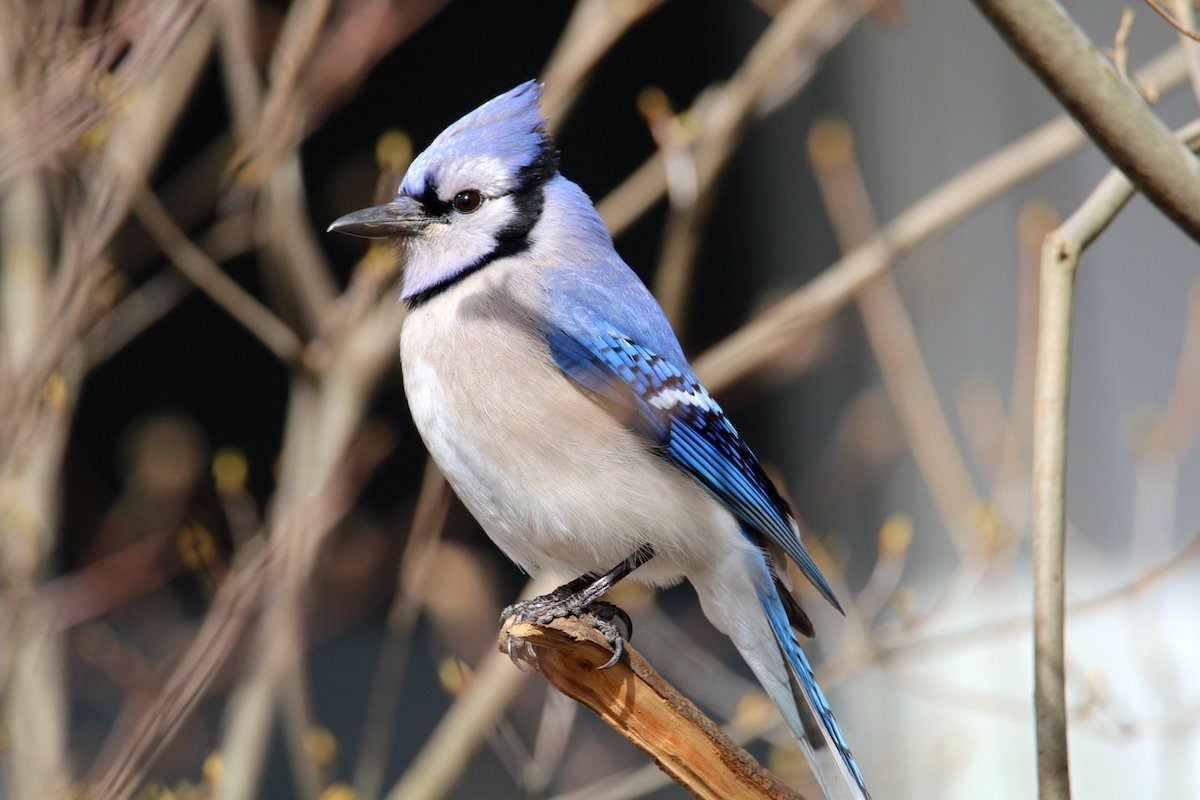 18 Beautiful Blue Jay Photos You Need to See - Birds and Blooms