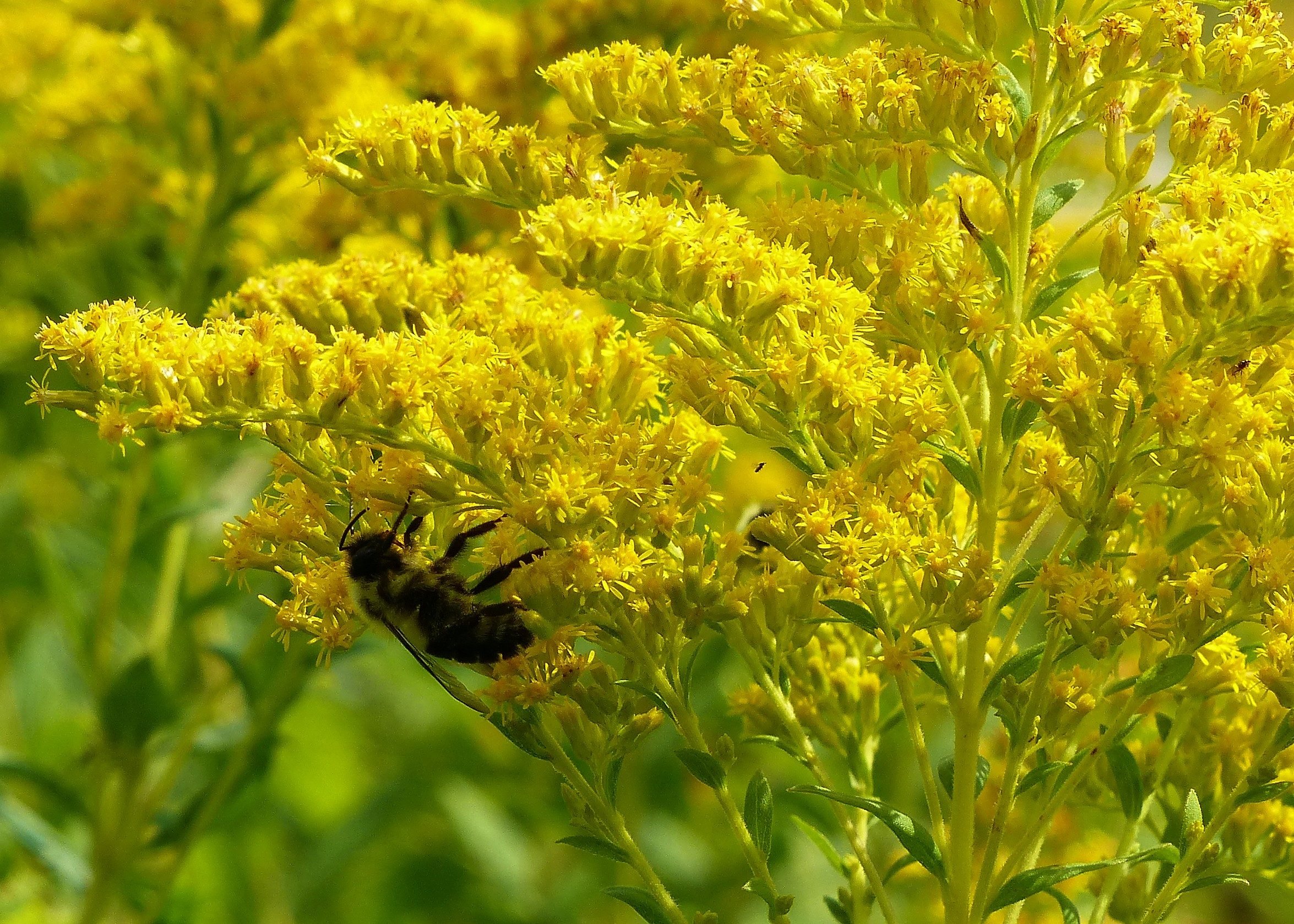 Goldenrod in bloom - Birds and Blooms