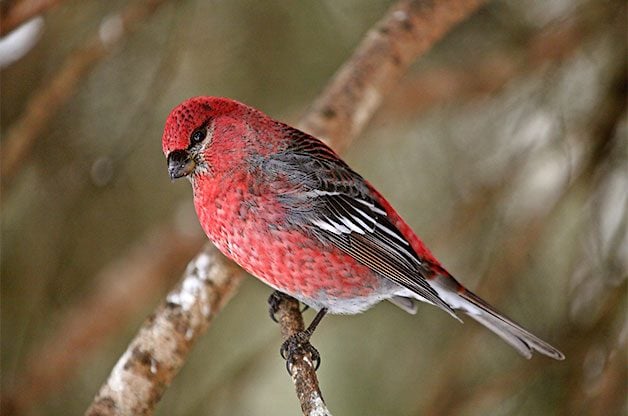 Meet the Boreal Birds of the Northwoods