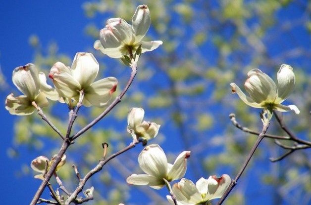 Signs of Spring: Viburnum and Dogwood