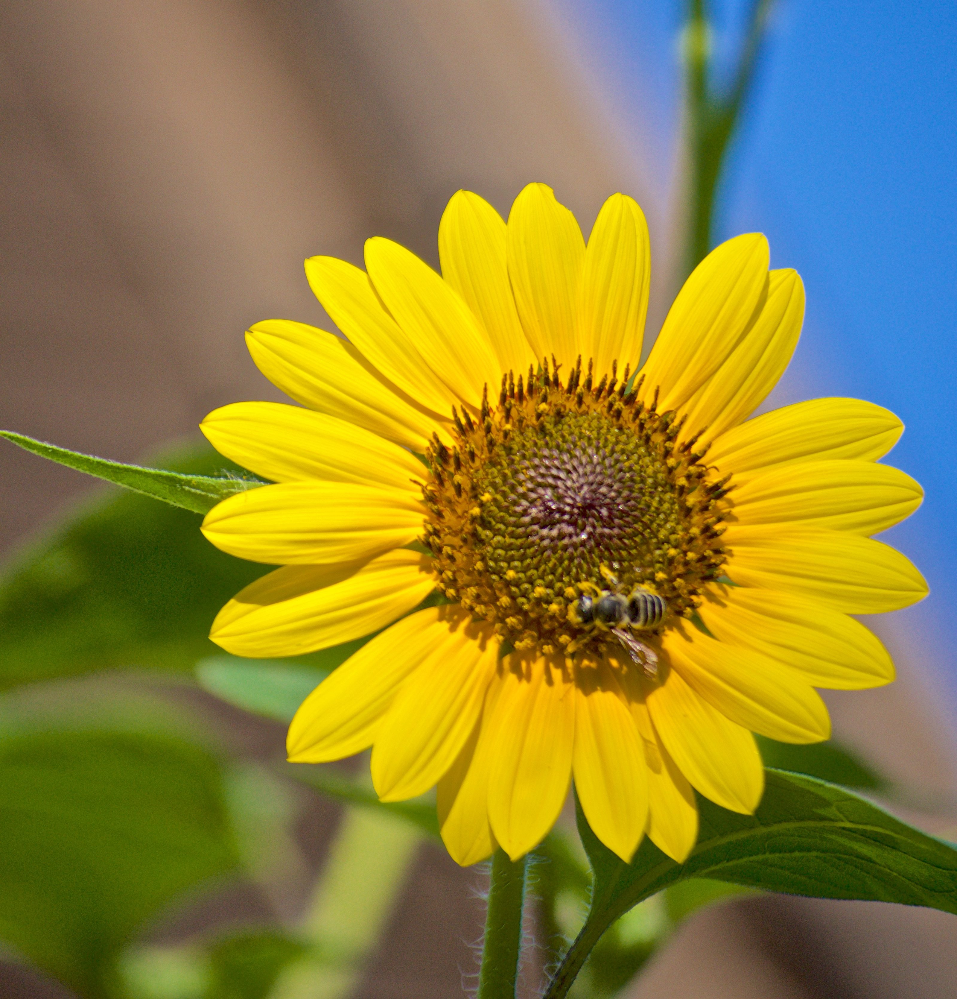 Sunny - Birds and Blooms