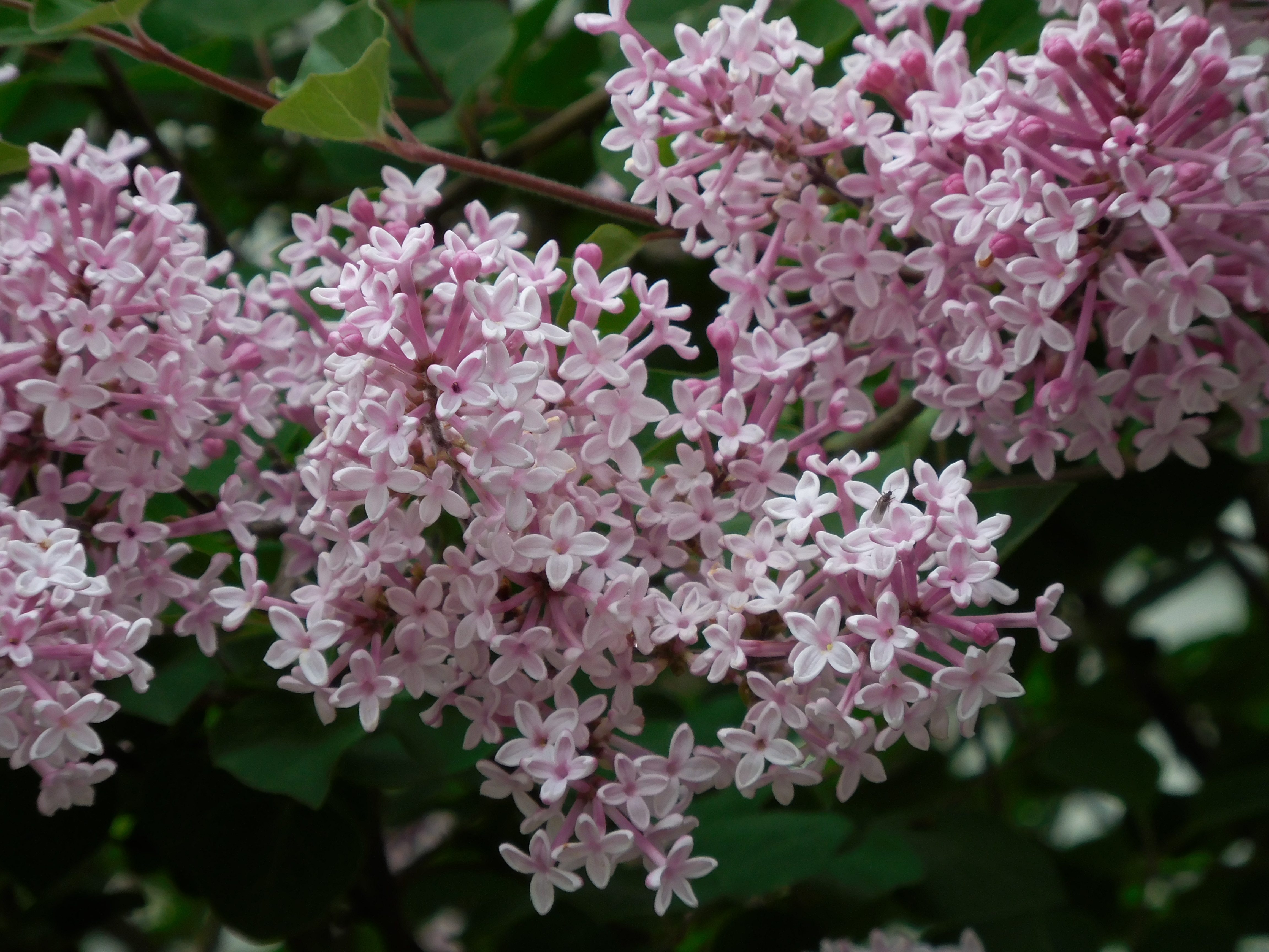 Lilac in Bloom - Birds and Blooms