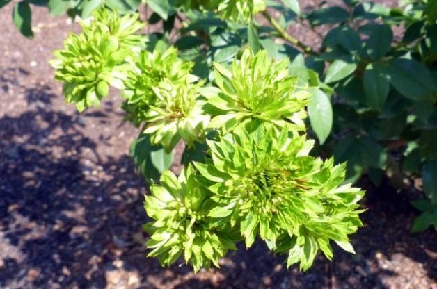 Agregue una Rosa Verde a Su Jardín