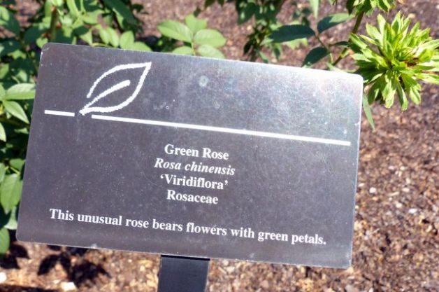 Aggiungere una Rosa Verde per il Vostro Giardino