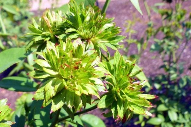 Añade una Rosa Verde a tu Jardín