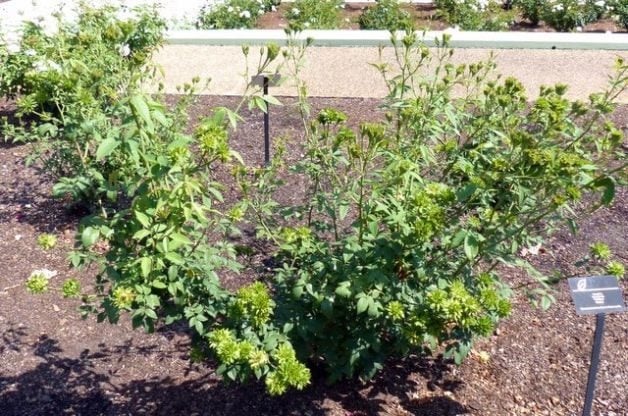 Agregue una Rosa Verde a Su Jardín