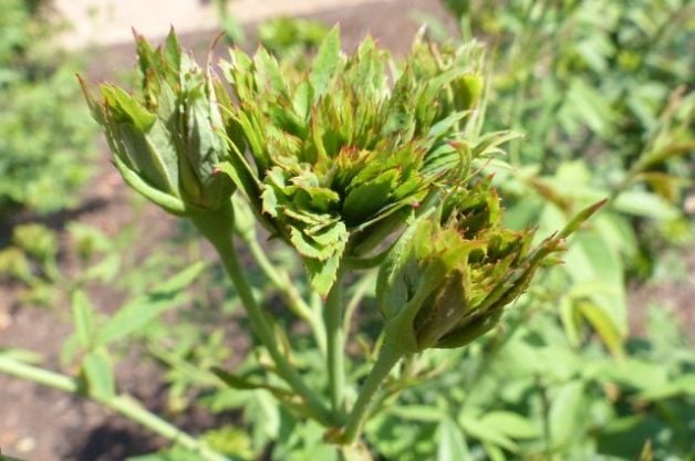 adicione uma rosa verde ao seu jardim