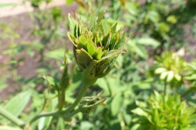 een groene roos toevoegen aan uw tuin