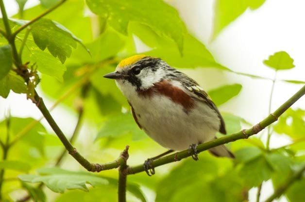 Warblers in Ohio: Birding at Magee Marsh