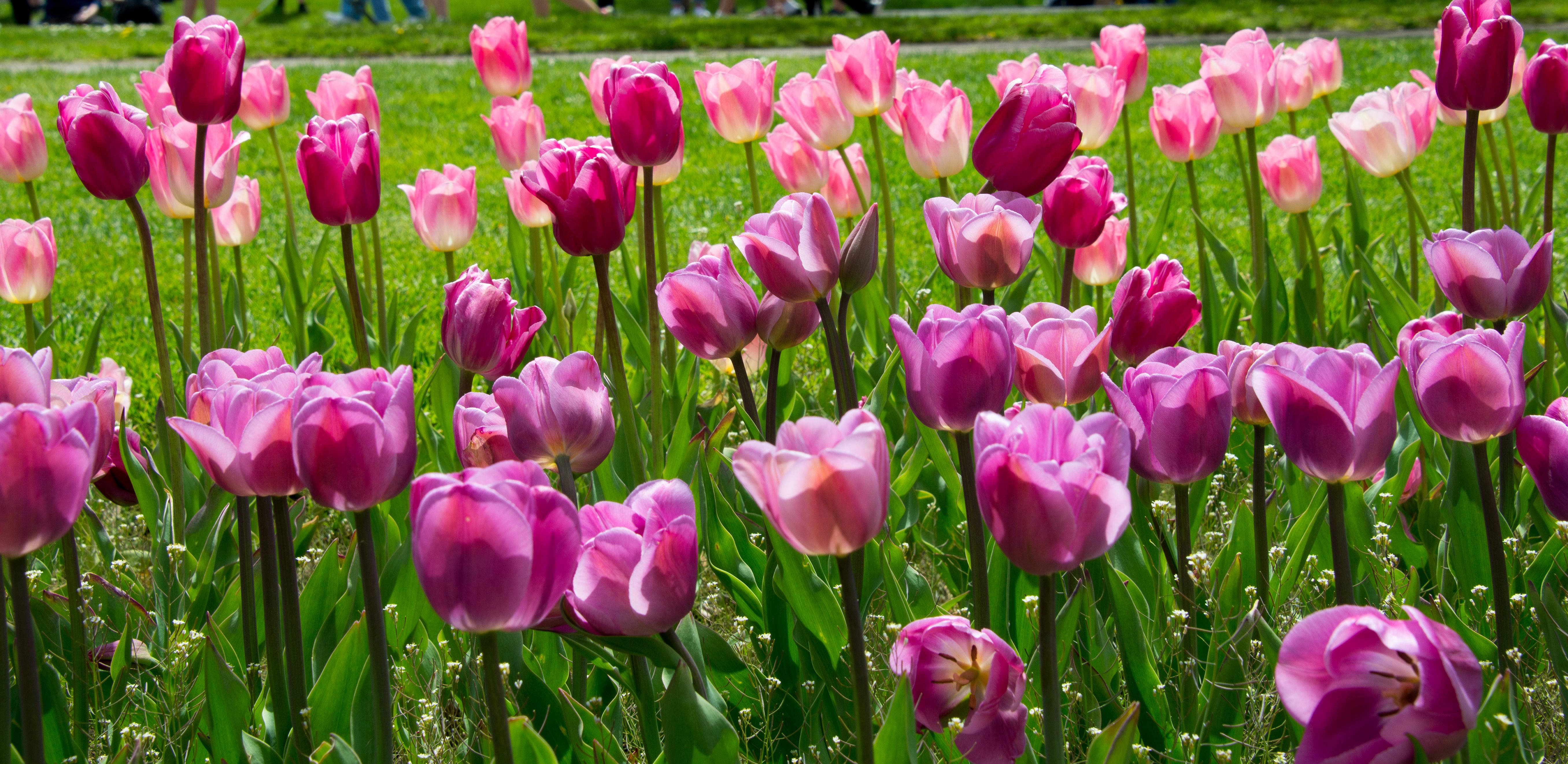 Tulips in Rochester, Ny - Birds and Blooms