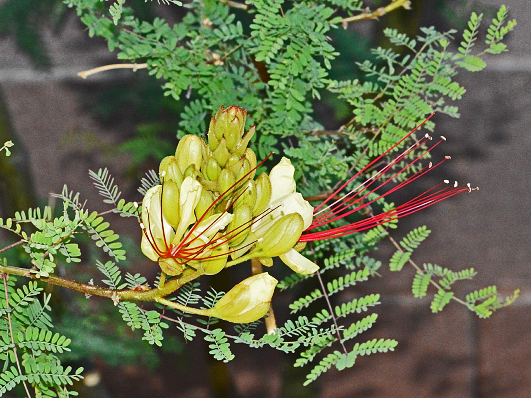 Yellow Mexican Bird of Paradise - Birds and Blooms