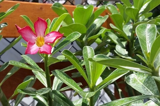How to Grow a Desert Rose Plant - Birds and Blooms
