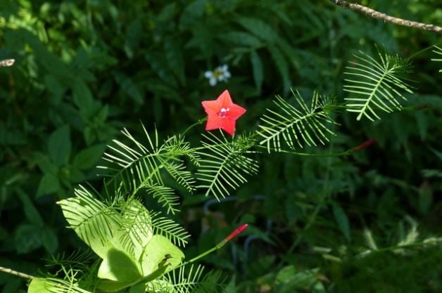 Plant Cypress Vine for Hummingbirds and Butterflies
