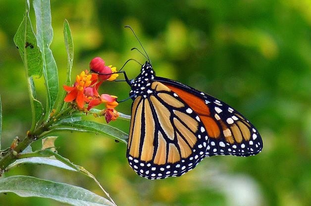 5 Essential Fall Butterfly Garden Tips